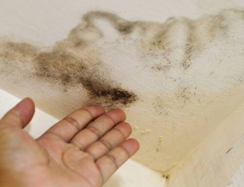 How to Prevent Mold and Mildew Growth on Painted Surfaces