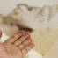 how to prevent mold and mildew growth on painted surfaces