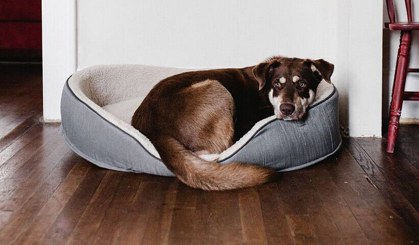 what to do about pets when painting your home's interior?