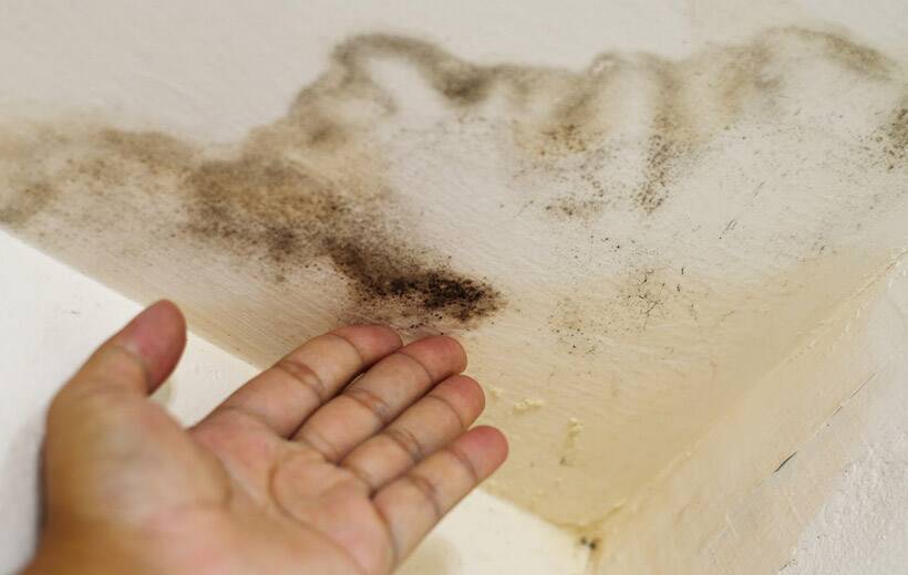 how to prevent mold and mildew growth on painted surfaces