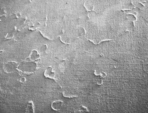 How to Identify and Fix Efflorescence Before Painting